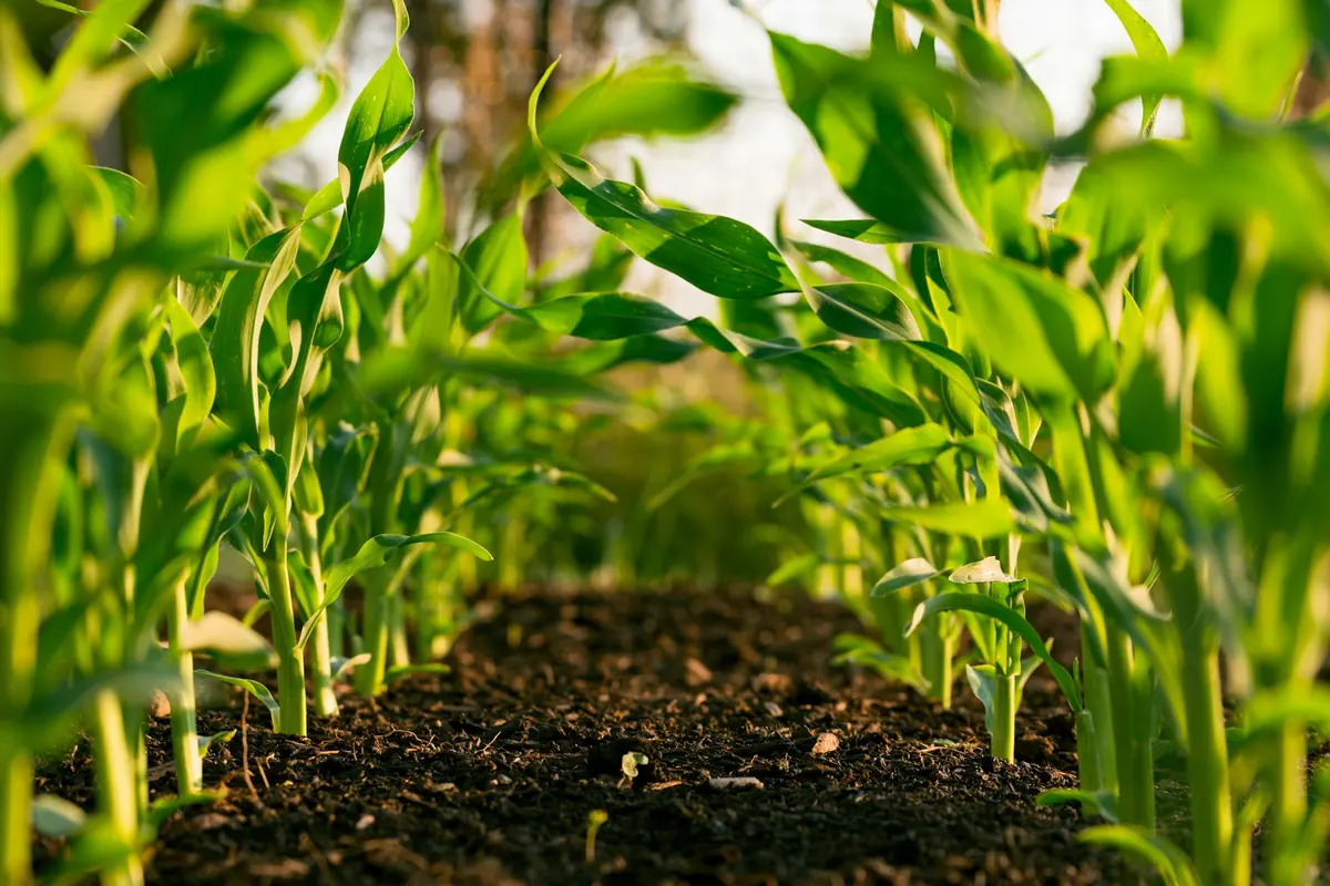 Crop land on the Wetaskiwin-area well and cistern service page
