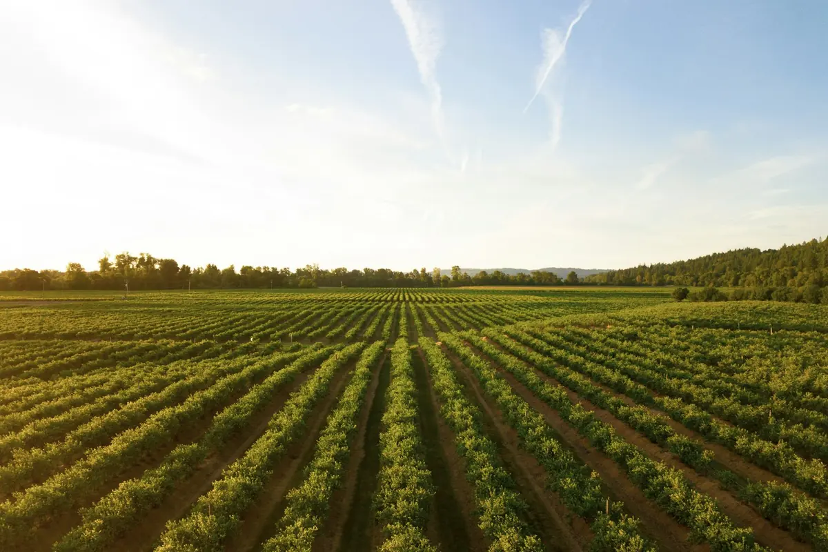 Crop rows on a rural acreage in the Camrose well pump service area
